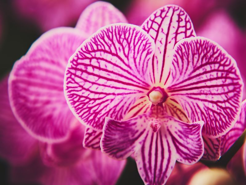 Orquídea rosa en primer plano